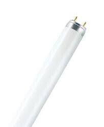 Smart Light Bulbs Osram L 36 W/950 fluorescent bulb G13 B Daylight